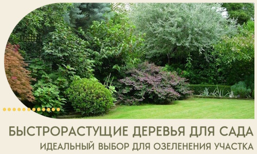 Быстрорастущие деревья для сада идеальный выбор в Аксае