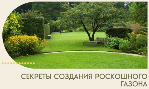 Секреты создания роскошного газона в Аксае